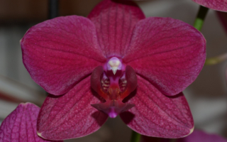 Цветок орхидея бордовый