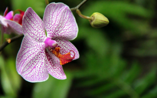 Цветок орхидея в крапинку