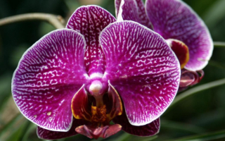 Цветок орхидея фиолетовый