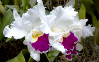 Бело-фиолетовые орхидеи