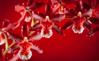 Красно-белые орхидеи