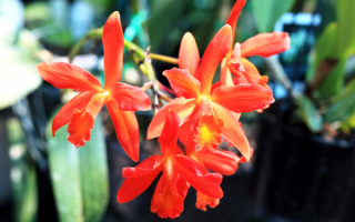 Красные орхидеи