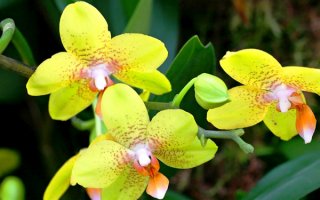 Орхидеи желтые