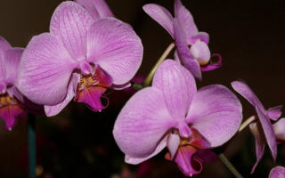 Орхидеи пурпурные