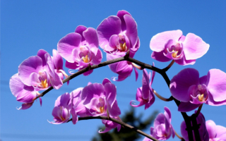Орхидеи фиолетовые