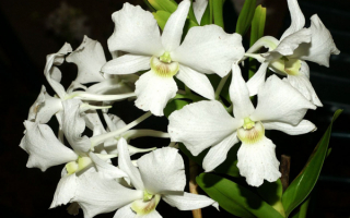 Орхидеи дендробиум белые