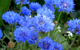 Полевые цветы васильки синие