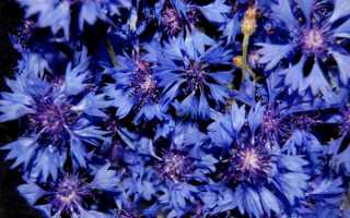 Цветы васильки синие