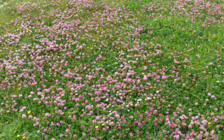 Цветы клевера на поляне