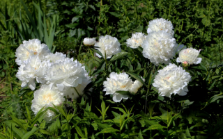 Белые пионы в саду