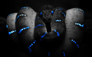 Змея с синими глазами
