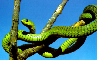 Бумсланг - древесная змея
