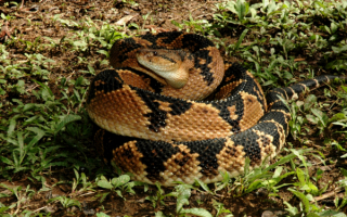 Бушмейстер - самый крупный представитель ядовитых змей Южной Америки