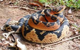 Бушмейстер или сурукуку – ядовитая змея из Южной Америки