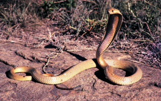Капская кобра