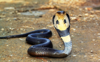 Смертоносная змея кобра