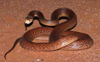Тайпан - ядовитая змея Австралии