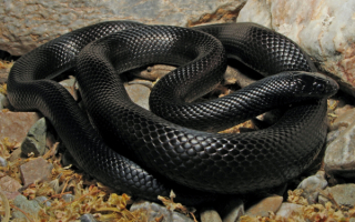 Черная кобра