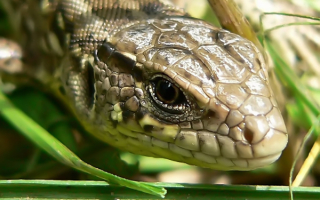 Змея  в  траве
