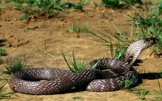 Змея  кобра