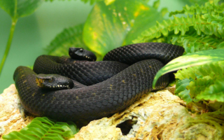 Черные  змеи