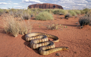 Змея  пустыни