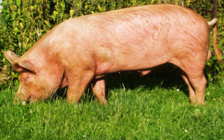 Свинья на зеленой траве