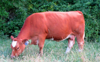 Красная корова