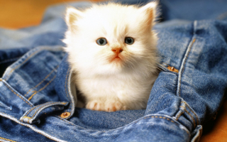 Котенок в кармане