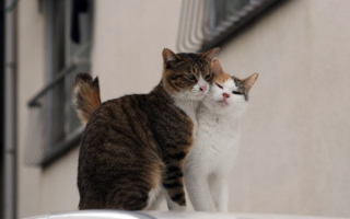 Кошки влюбляются