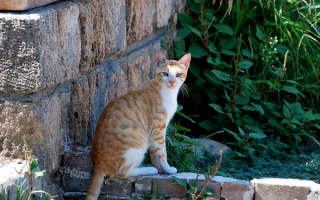 Рыжая кошка в саду
