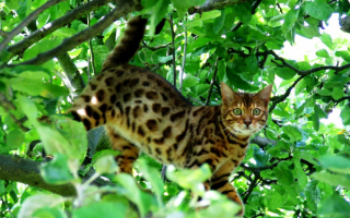 Бенгальская кошка на дереве