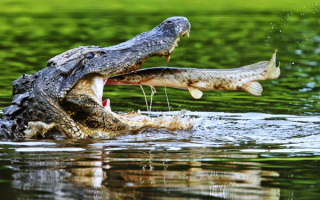 Крокодил ловит рыбу