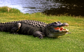 Крокодил на поляне