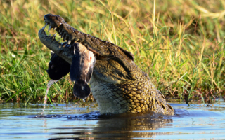 Крокодил рыболов
