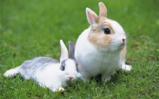 Кролики на поляне