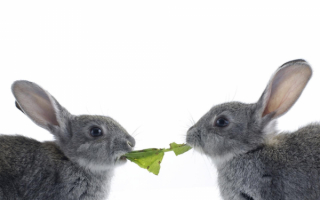 Кролики и лист капусты