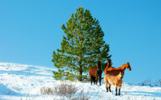 Лошади в зимнем поле