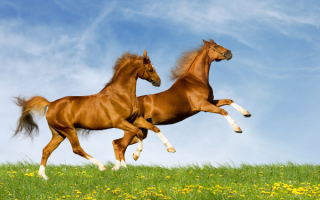 В поле скачут два коня