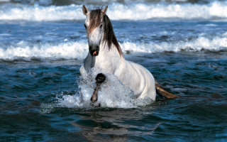 Лошадь купается в море