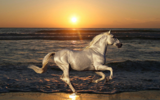 Лошадь на морском закате
