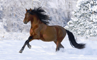 Лошадь в зимнюю пору