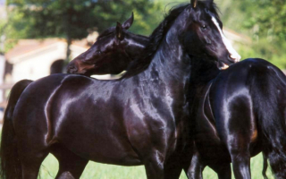 Темно-гнедые лошади