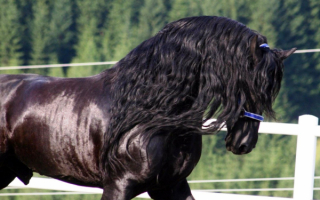 Черногривый конь