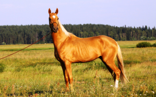 Конь рыжий