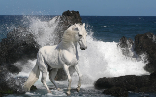Белая красивая лошадь