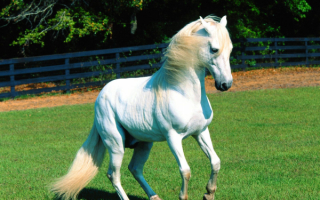 Белая лошадь на траве