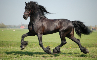 Лошадь фризской породы