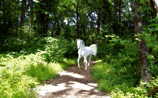 Белая лошадь на лесной тропинке