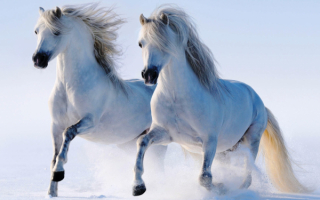 Пара белых лошадей